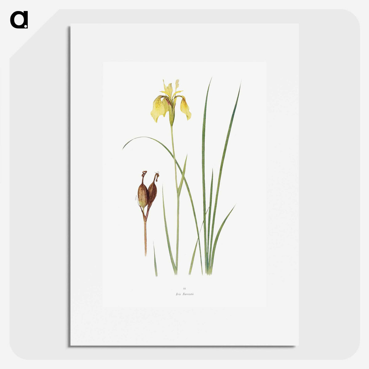 1-12_The-Genus-Iris_picture