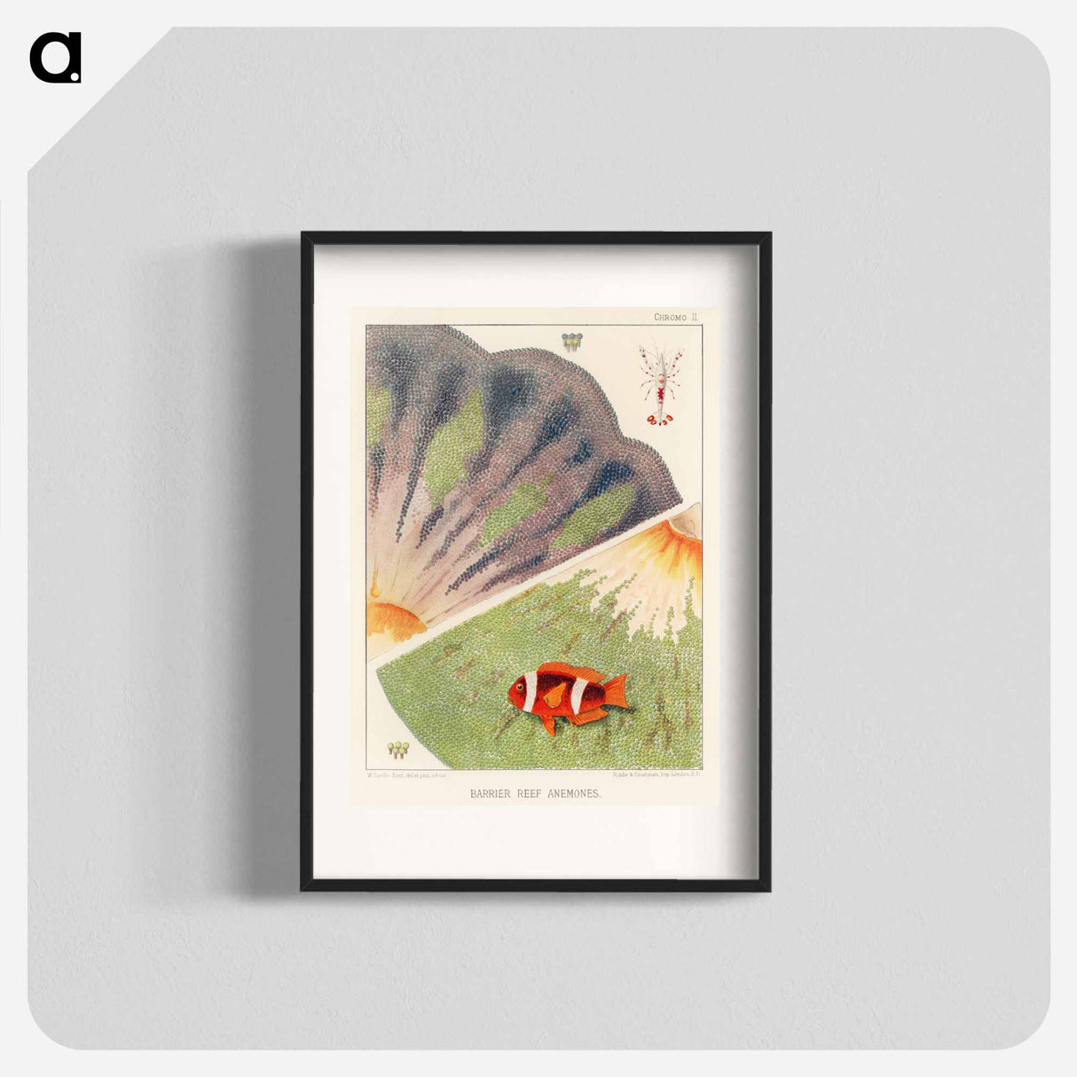 Barrier Reef Anemones - オーストラリアのグレートバリアリーフ Poster.