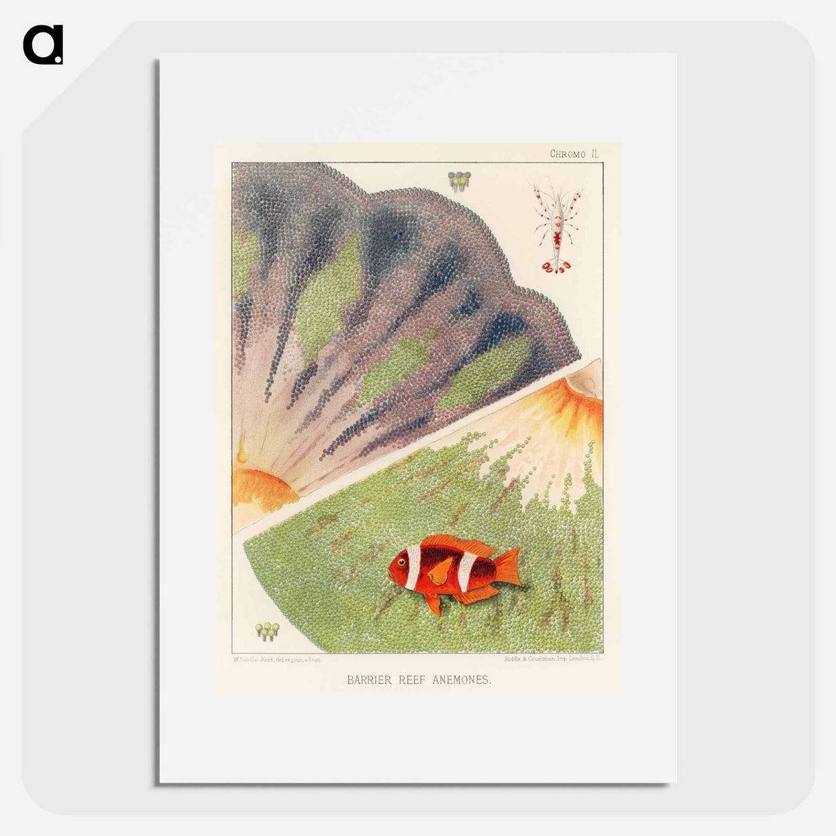 Barrier Reef Anemones - オーストラリアのグレートバリアリーフ Poster.