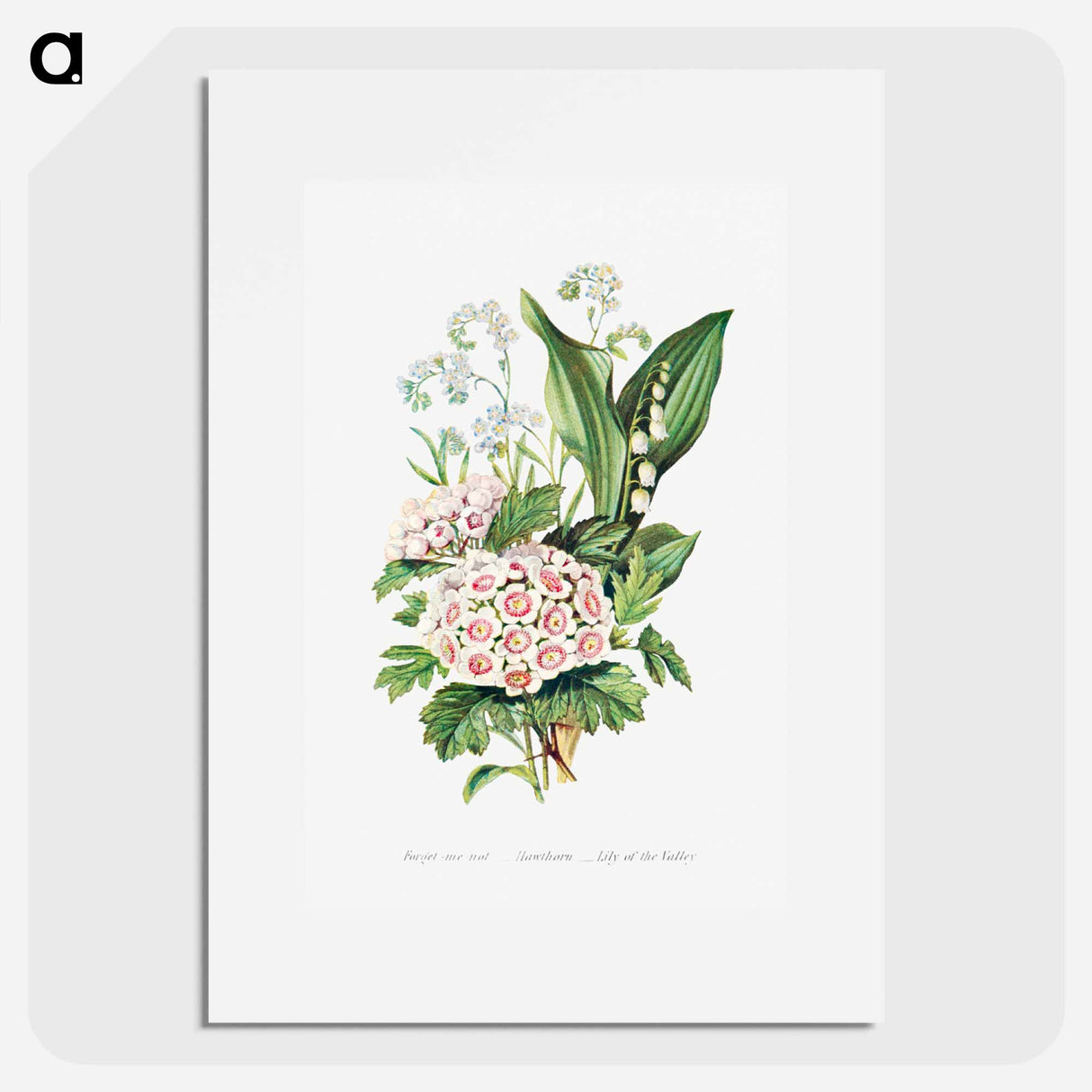 アートポスター-Forget Me Not, Hawthorn and Lily of the Valley from The Language of Flowers, or, Floral Emblems of Thoughts, Feelings, and Sentiments
- 花言葉 Poster.