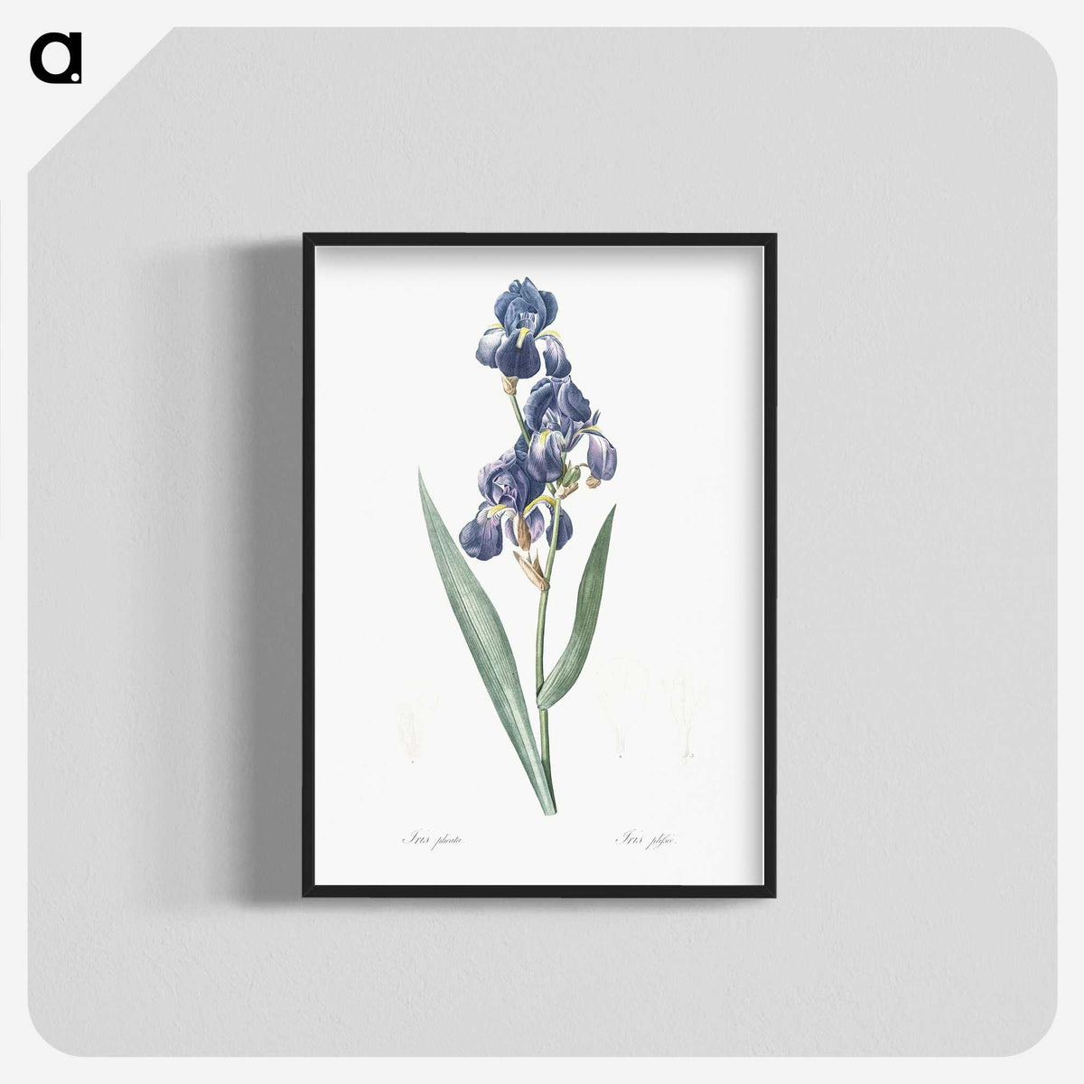 1-12_The-Lilies_blk-crop