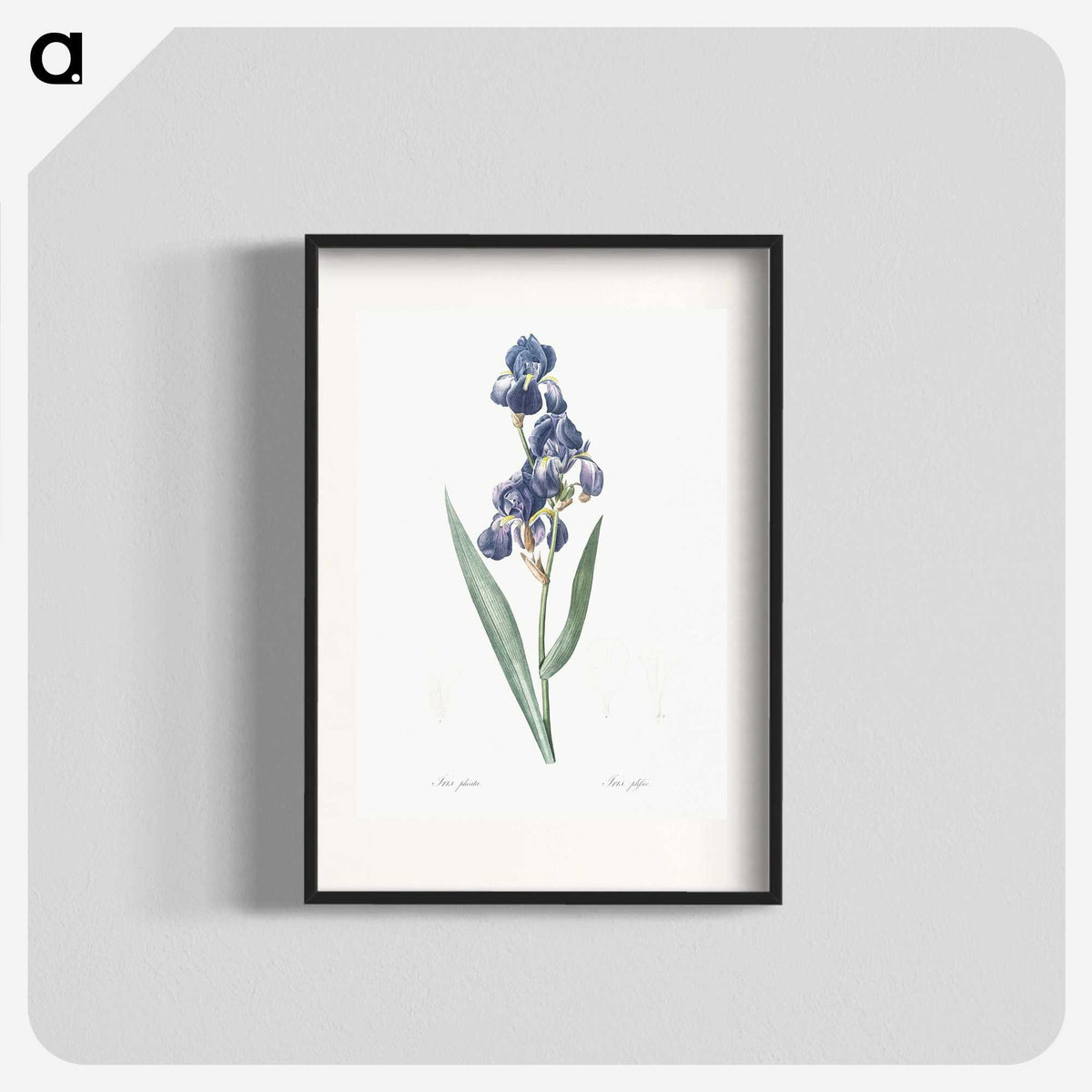 1-12_The-Lilies_blk