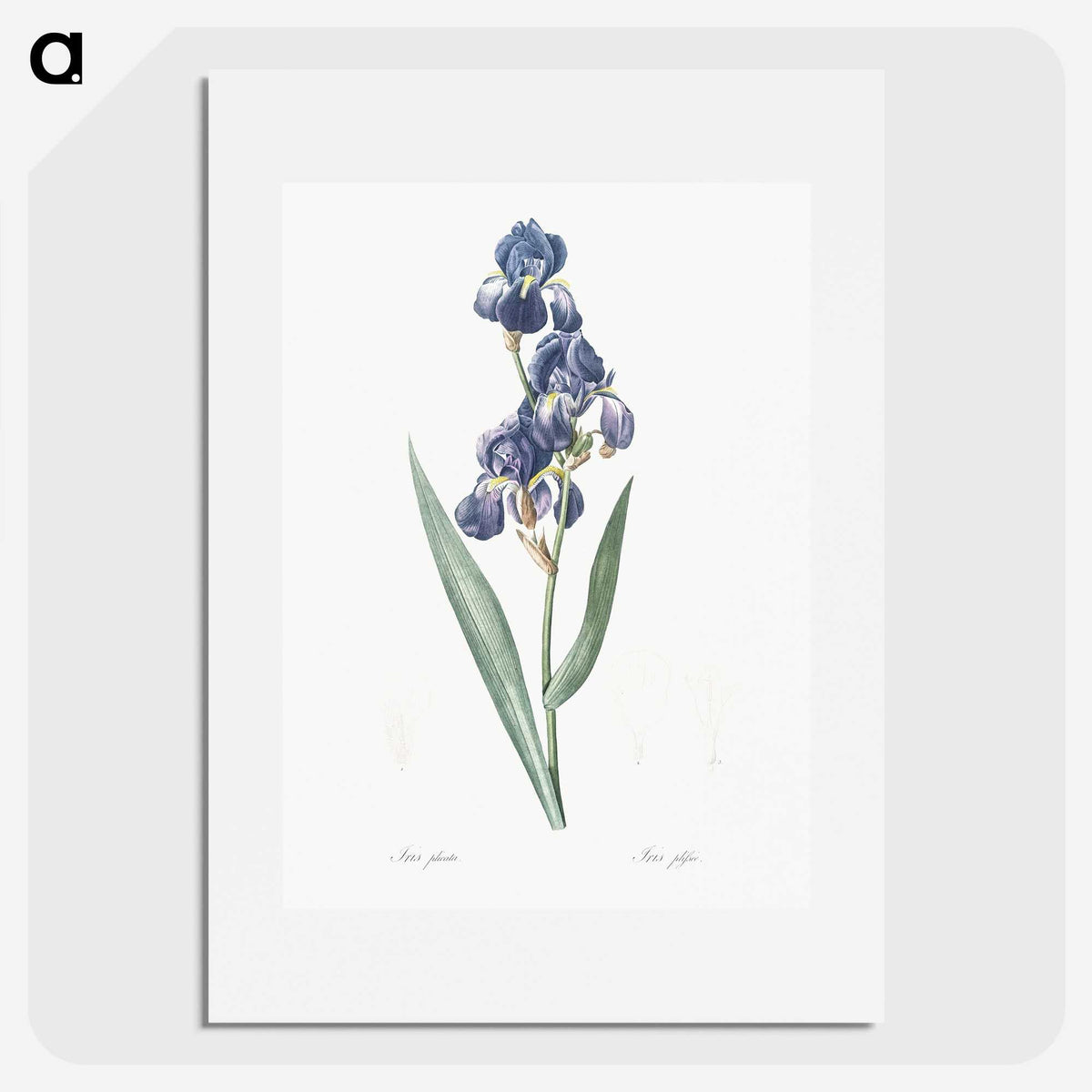 1-12_The-Lilies_picture