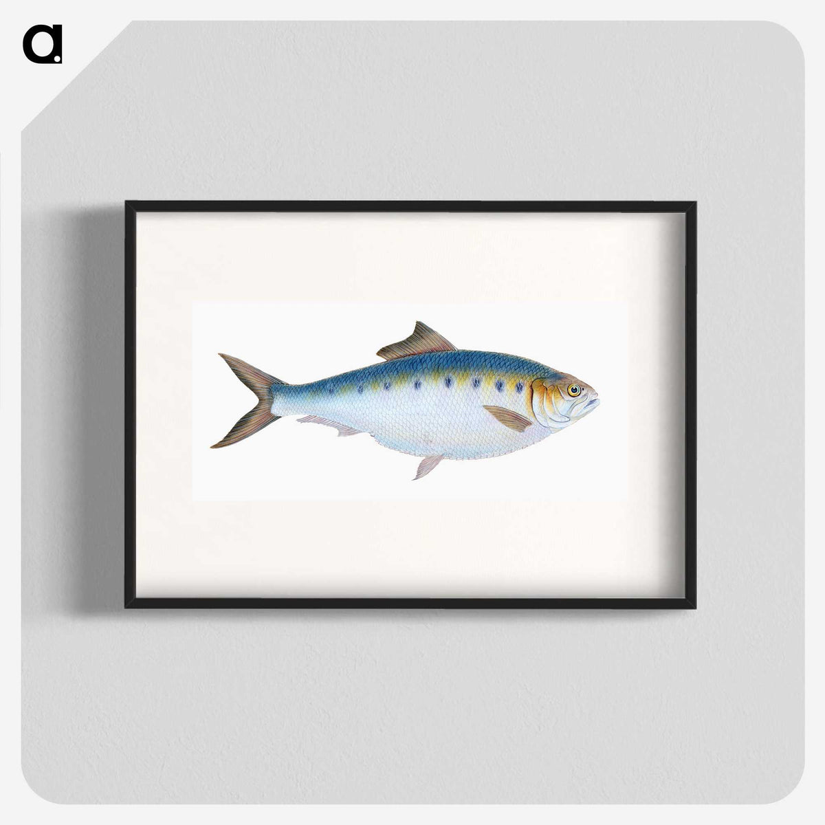 1-12_The-Natural-History-of-British-Fishes_blk