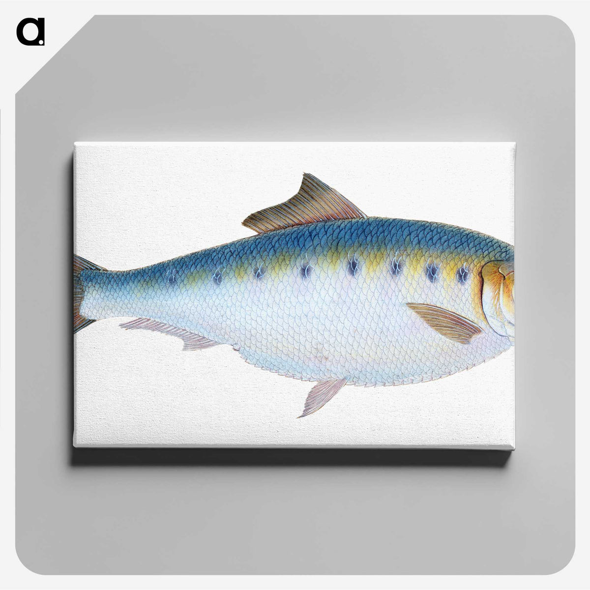 1-12_The-Natural-History-of-British-Fishes_canvas