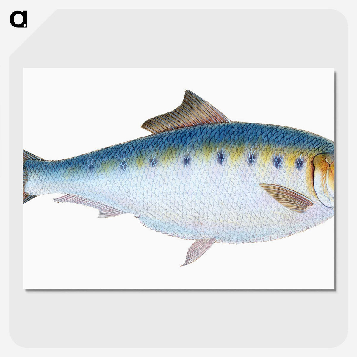1-12_The-Natural-History-of-British-Fishes_picture-crop