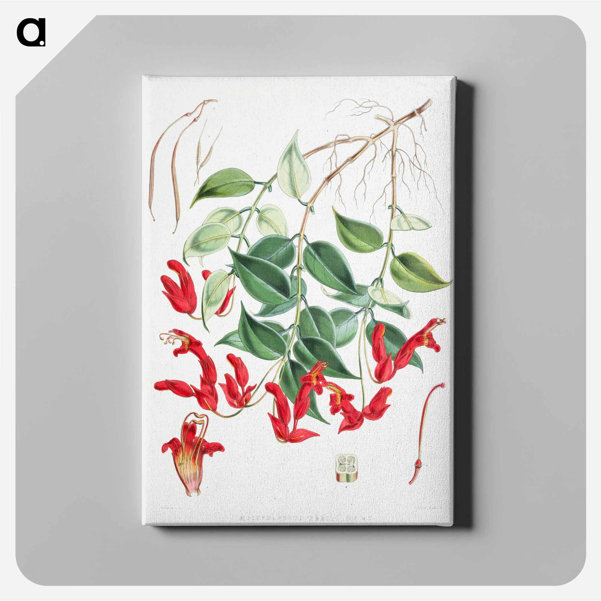 アートパネル-Aeschynanthus Peelii - ウォルター フッド フィッチ Canvas.