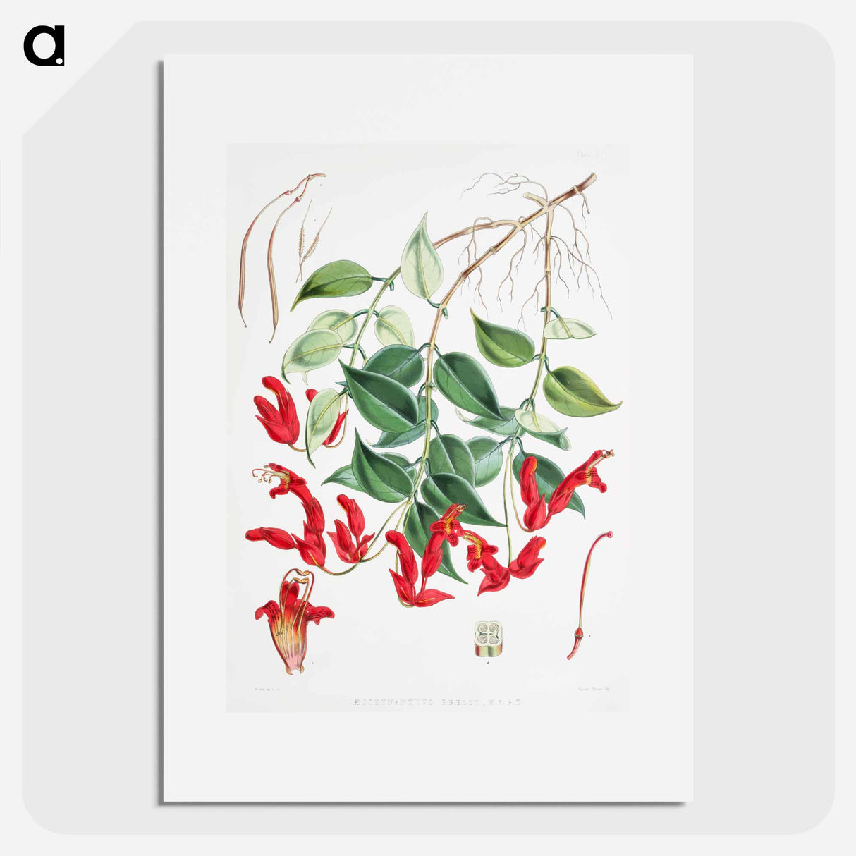 アートポスター-Aeschynanthus Peelii - ウォルター フッド フィッチ Poster.