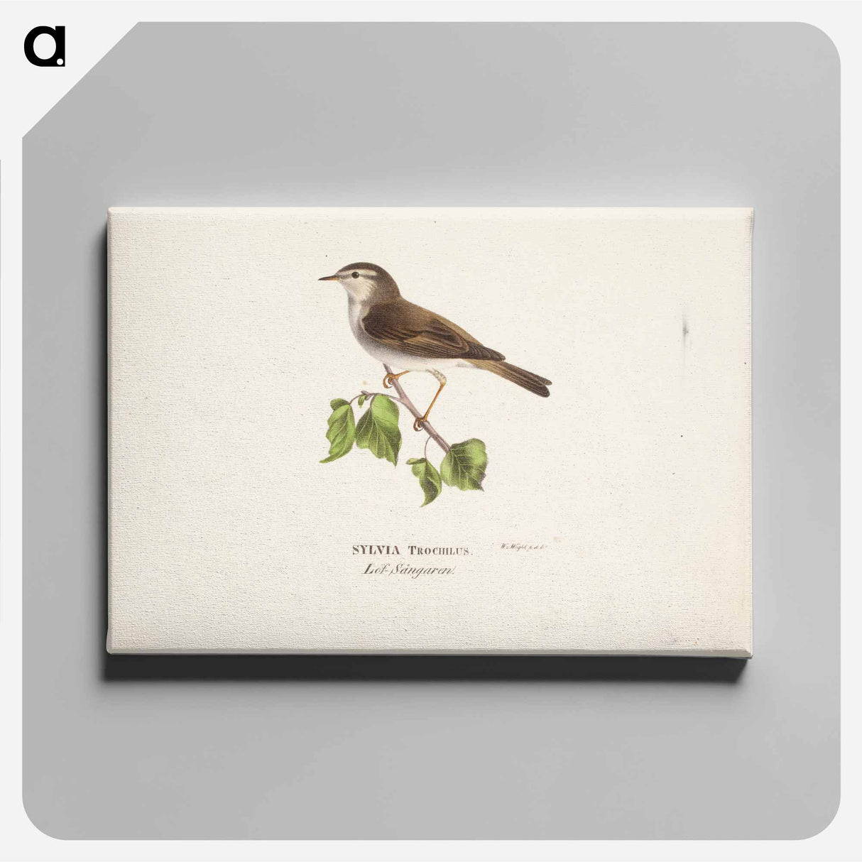 Willow warbler - ヴィルヘルム フォン ライト Canvas.