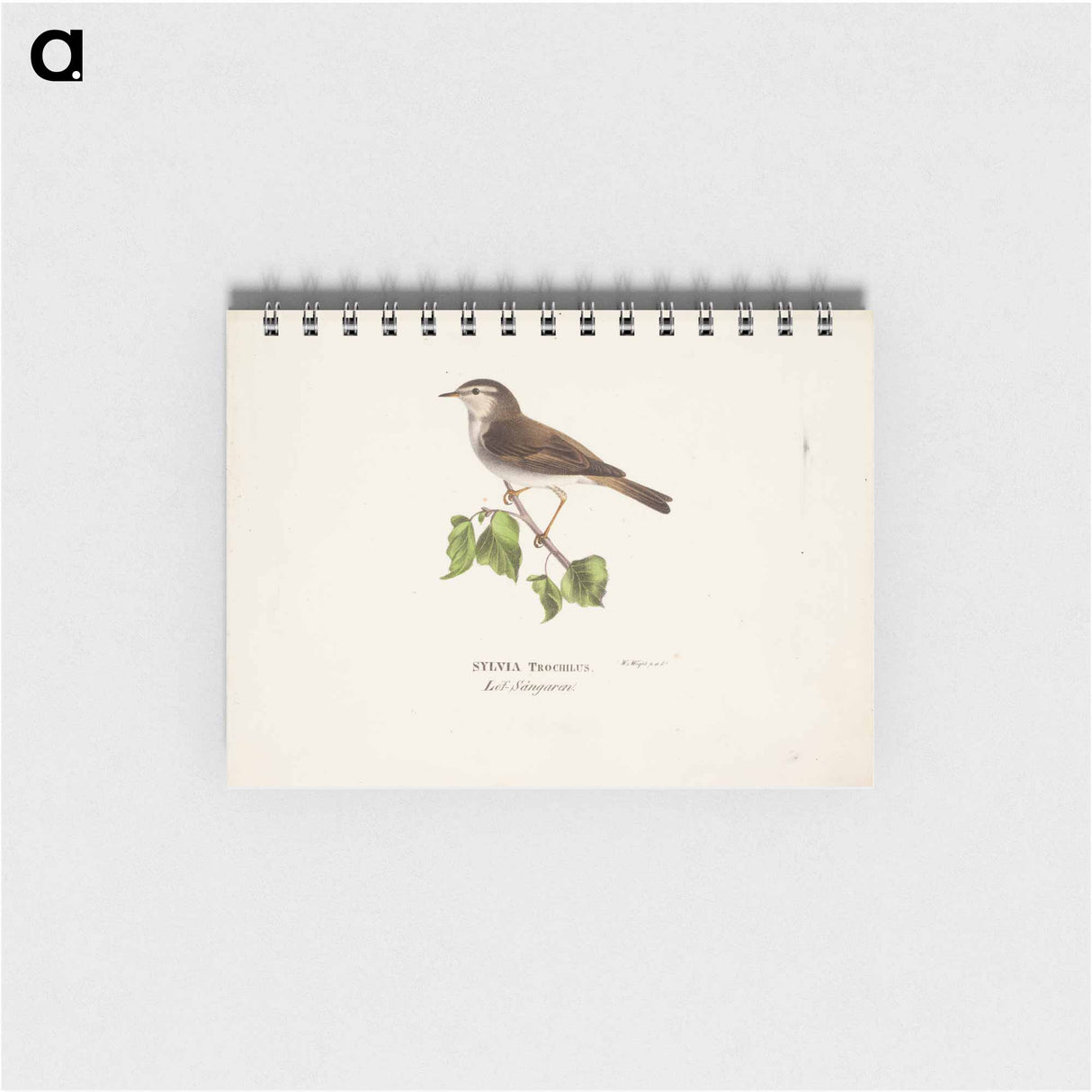 Willow warbler - ヴィルヘルム フォン ライト Memo.