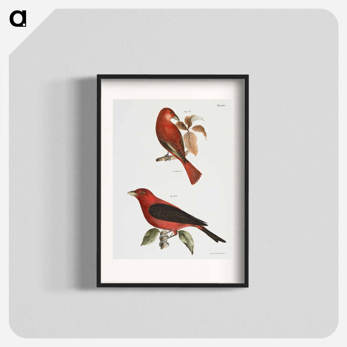 The Redbird (Pyranga æstiva) The Black-winged Redbird (Pyranga rubra) - ニューヨークの動物学 Poster.