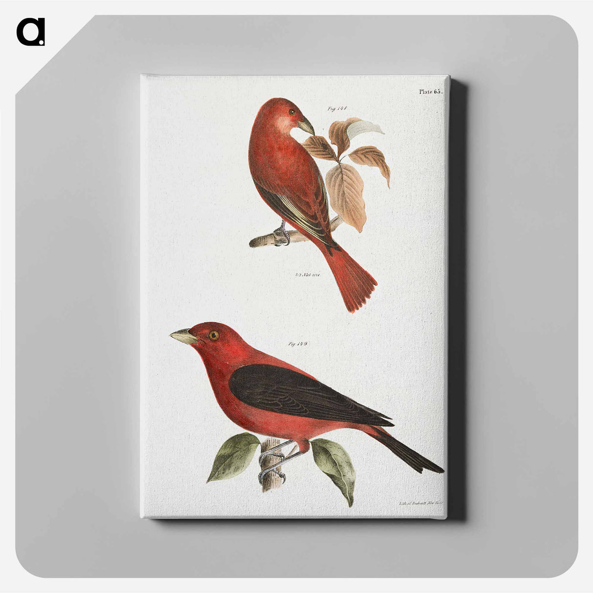 The Redbird (Pyranga æstiva) The Black-winged Redbird (Pyranga rubra) - New York Zoological Canvas.