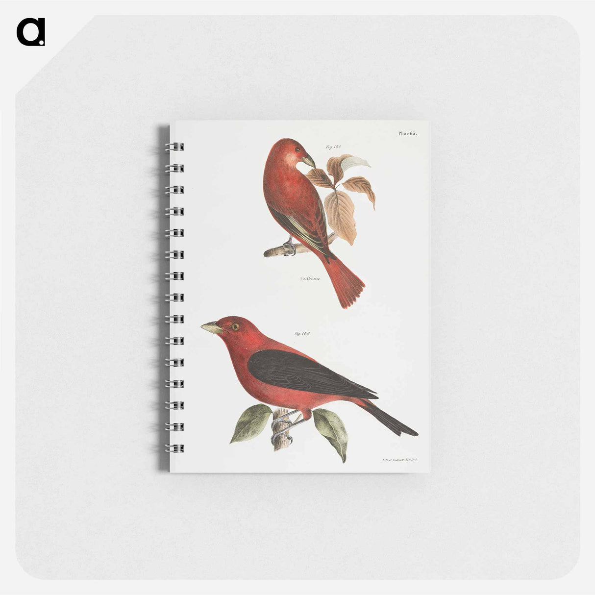 The Redbird (Pyranga æstiva) The Black-winged Redbird (Pyranga rubra) - ニューヨークの動物学 Memo.