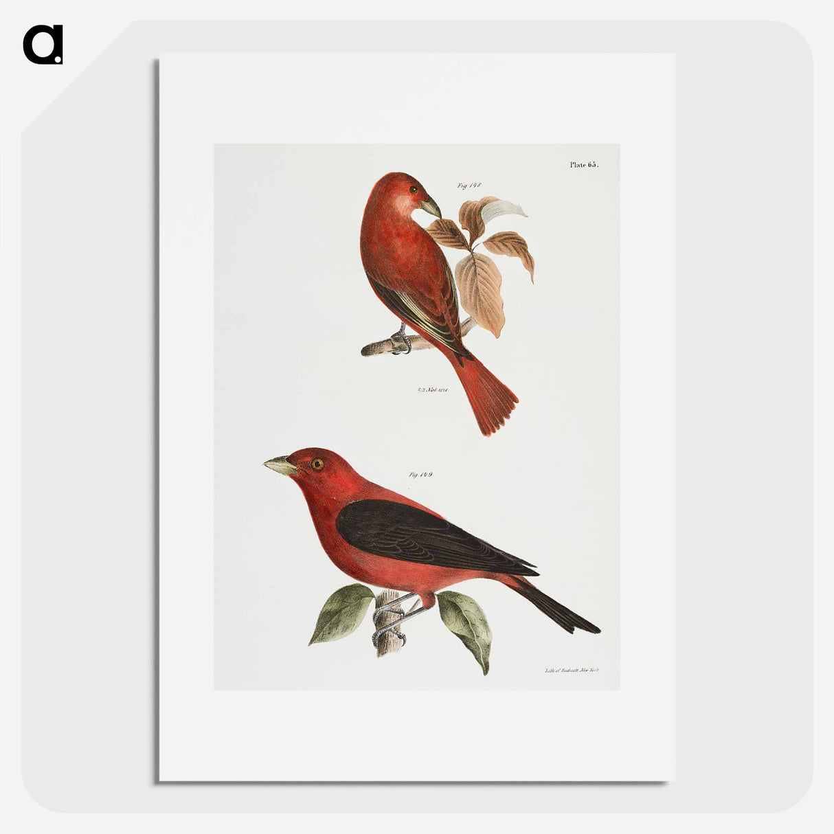 The Redbird (Pyranga æstiva) The Black-winged Redbird (Pyranga rubra) - ニューヨークの動物学 Poster.