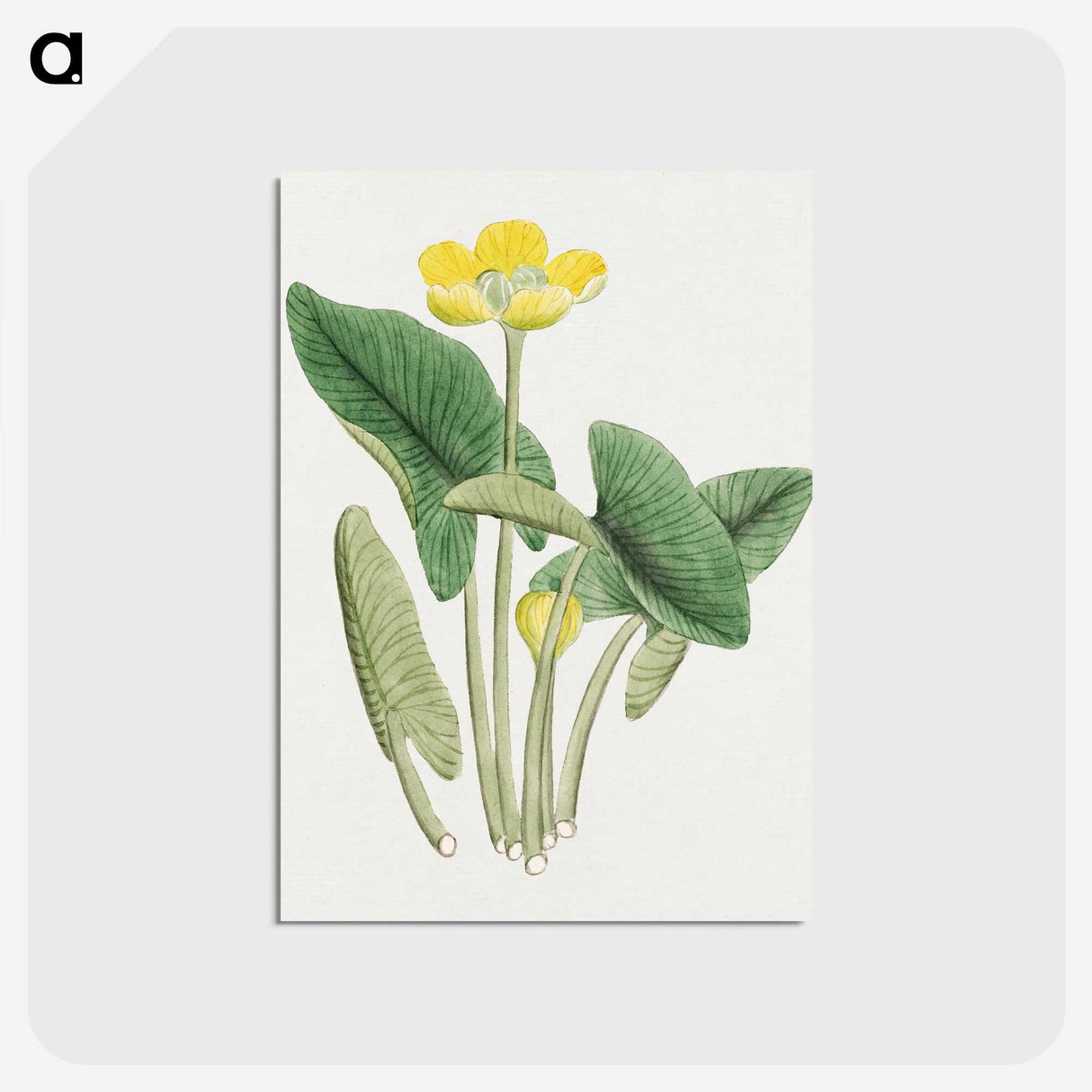 1-13_19th-Century-Japanese-Flowers_postcard