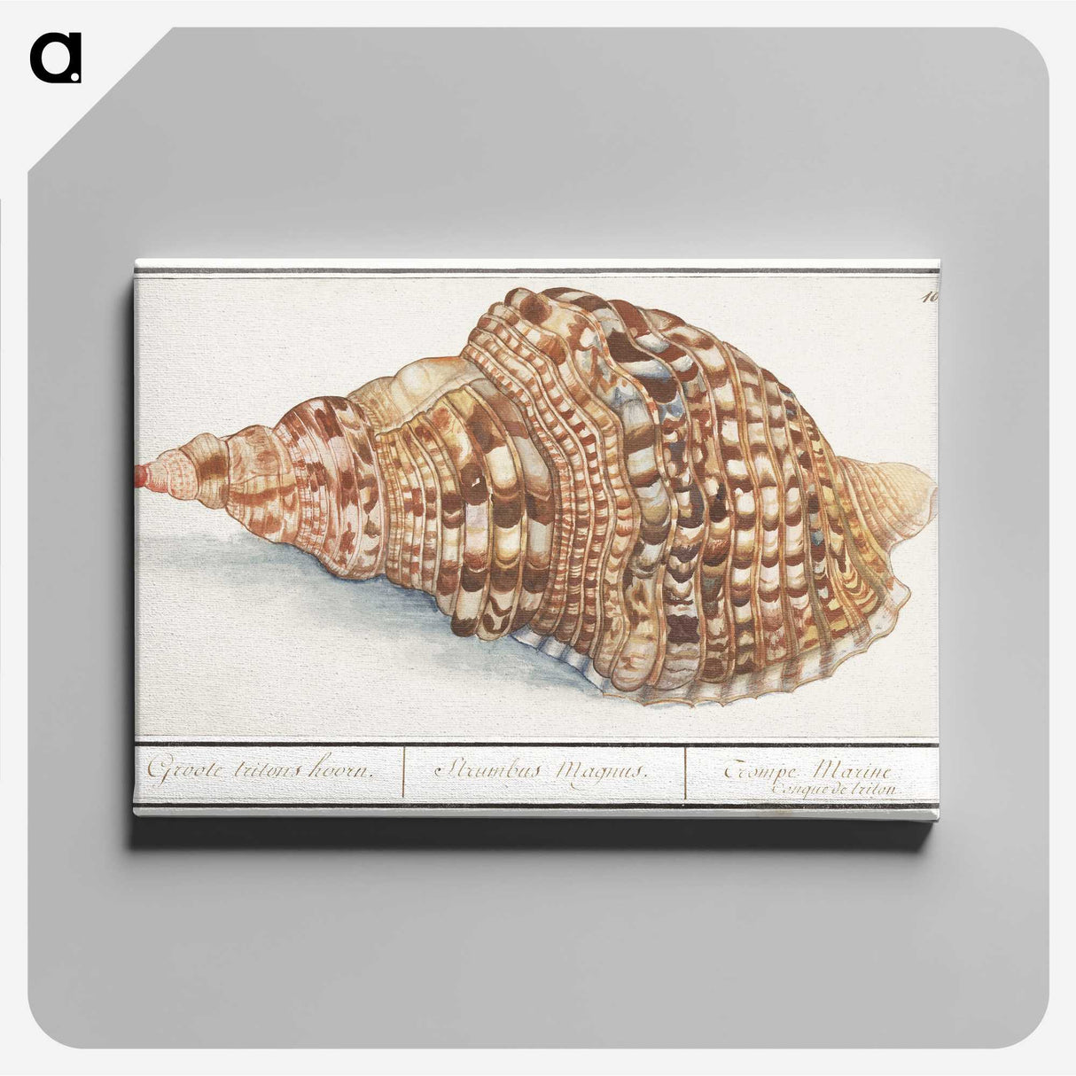 1-13_Anselmus-Boetius-de-Boodt_canvas