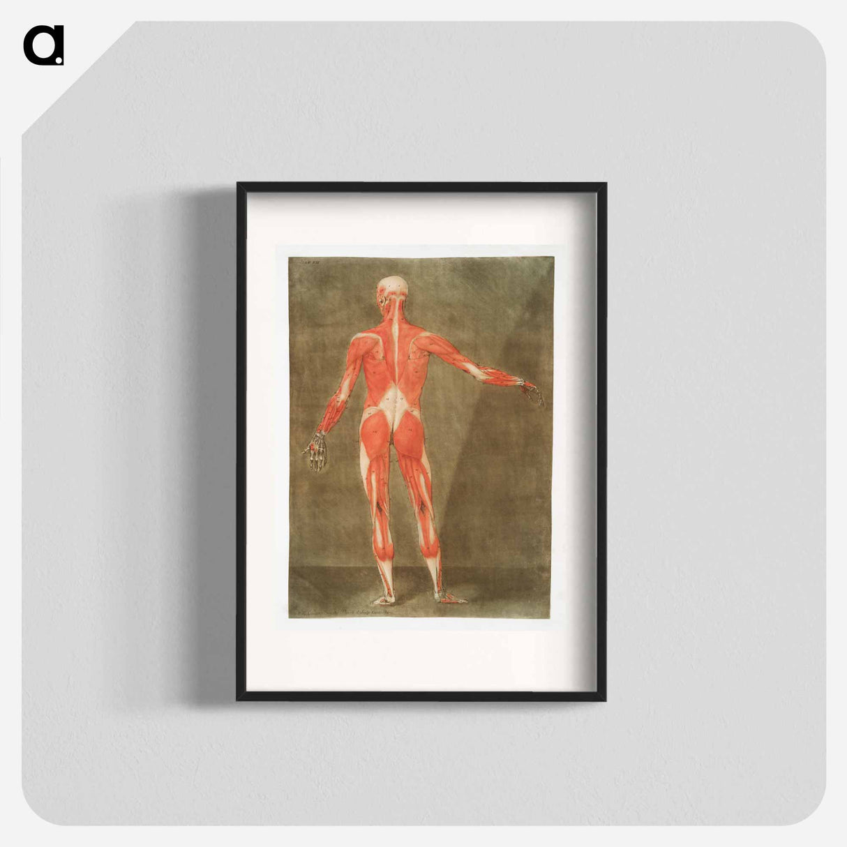 This fascinating collection of anatomical illustrations - アルノルド エロイ ゴーティエ ダゴティ Poster.