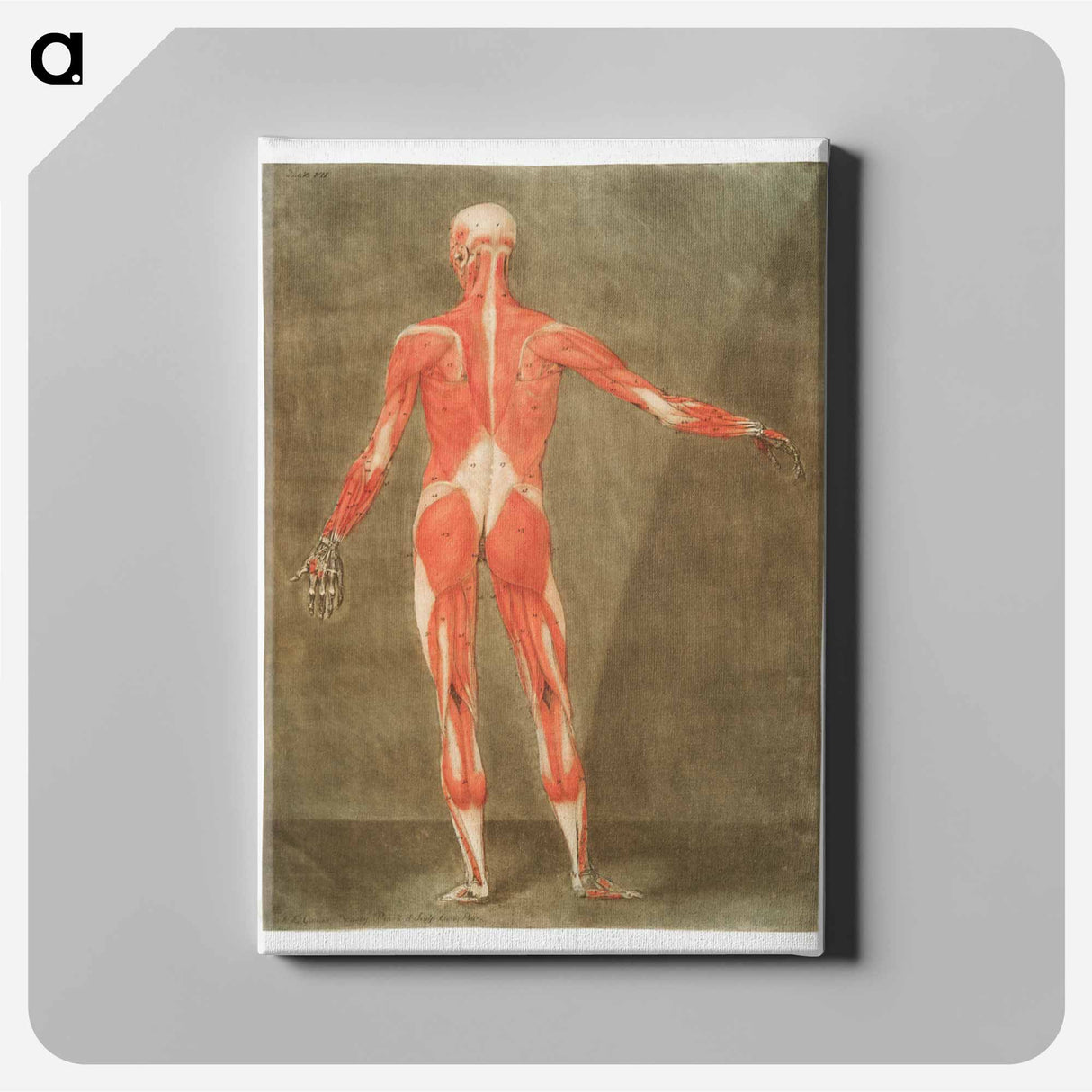 This fascinating collection of anatomical illustrations - アルノルド エロイ ゴーティエ ダゴティ Canvas.