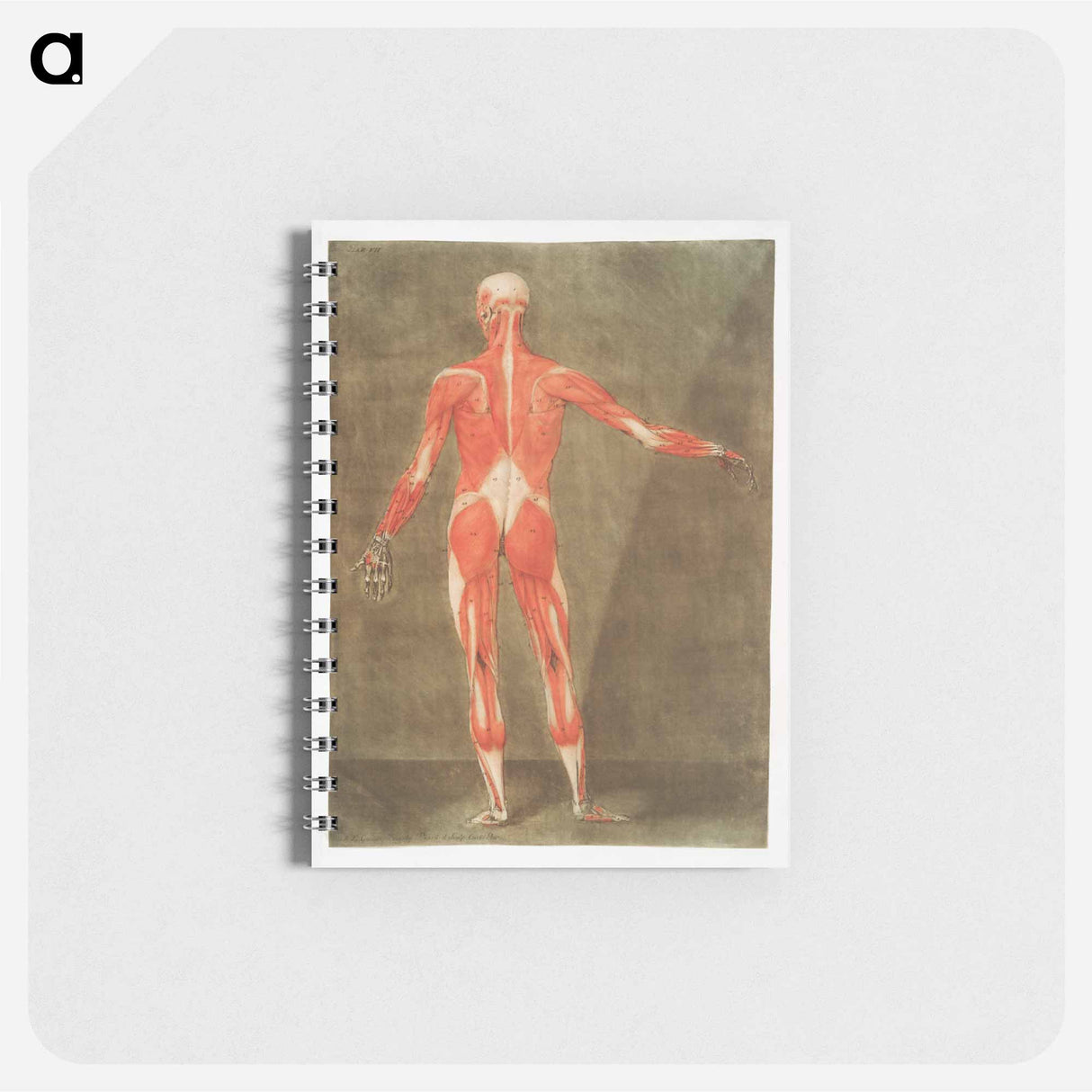 This fascinating collection of anatomical illustrations - アルノルド エロイ ゴーティエ ダゴティ Memo.