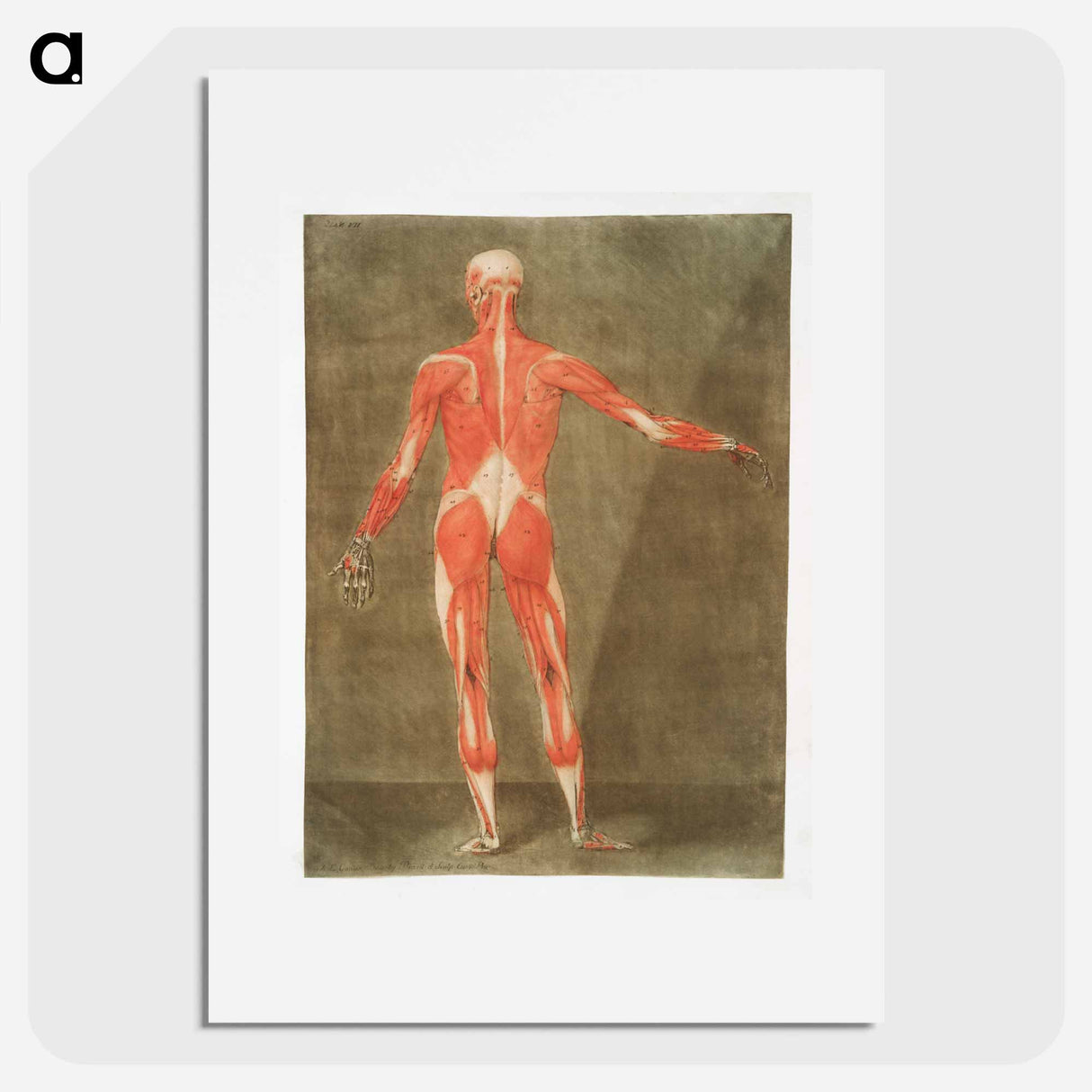 This fascinating collection of anatomical illustrations - アルノルド エロイ ゴーティエ ダゴティ Poster.