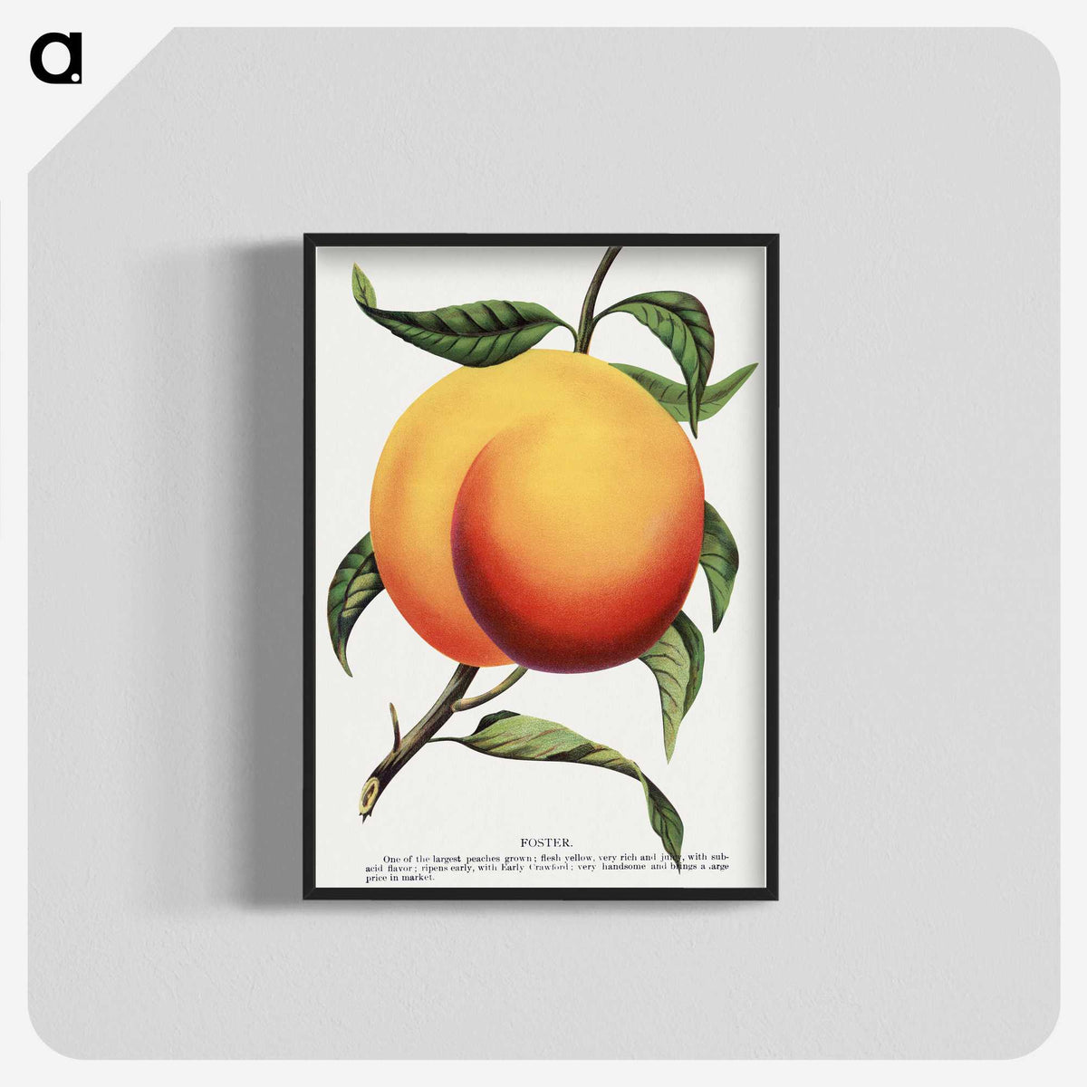 1-13_Botanical-Specimen-Plates_blk-crop