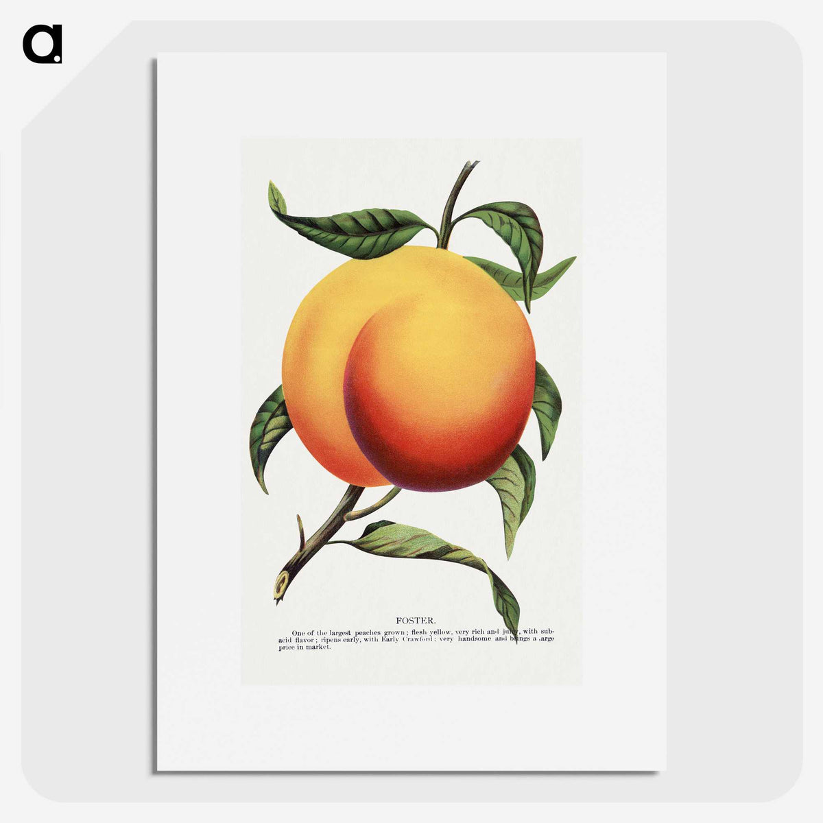 1-13_Botanical-Specimen-Plates_picture