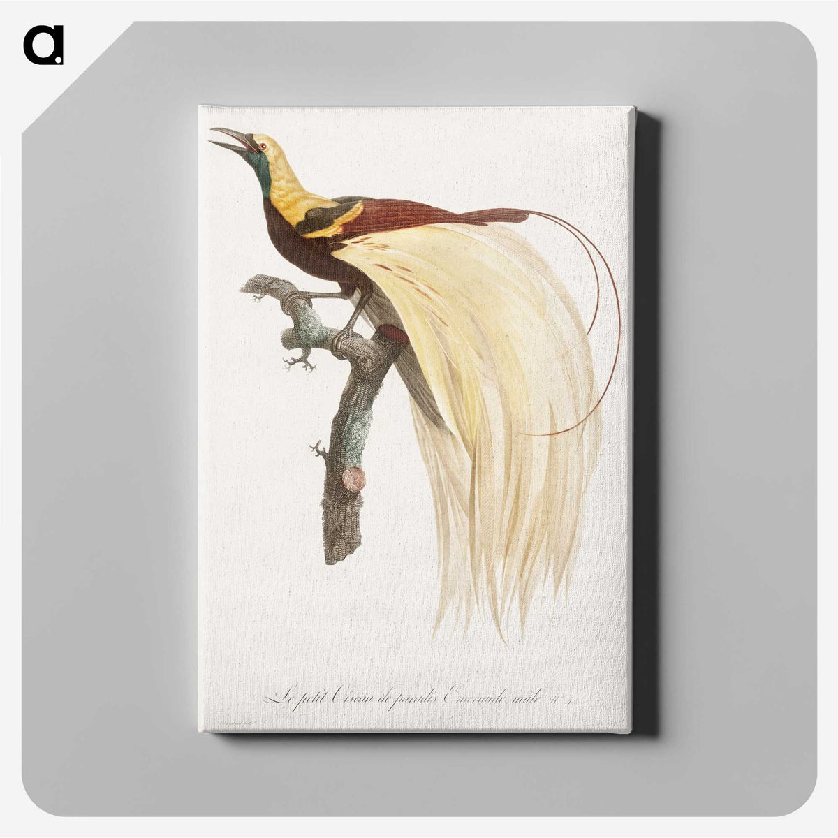 1-13_Des-Oiseaux-de-Paradis_canvas