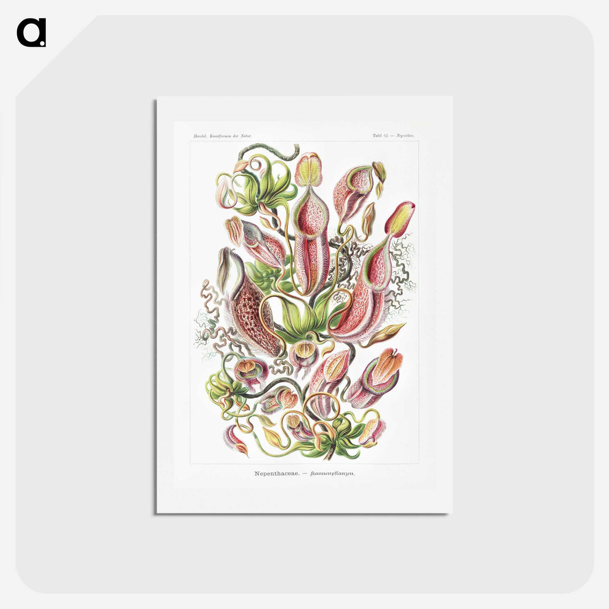 1-13_Ernst-Haeckel_hagaki