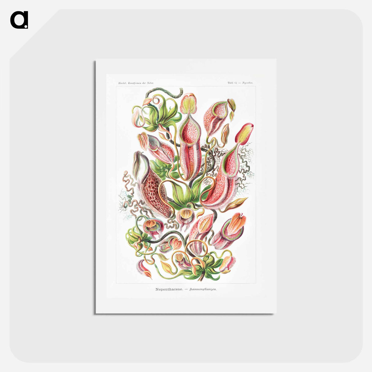 アートポストカード-Nepenthaceae–Kannenpflanzen - エルンスト ヘッケル Postcard.