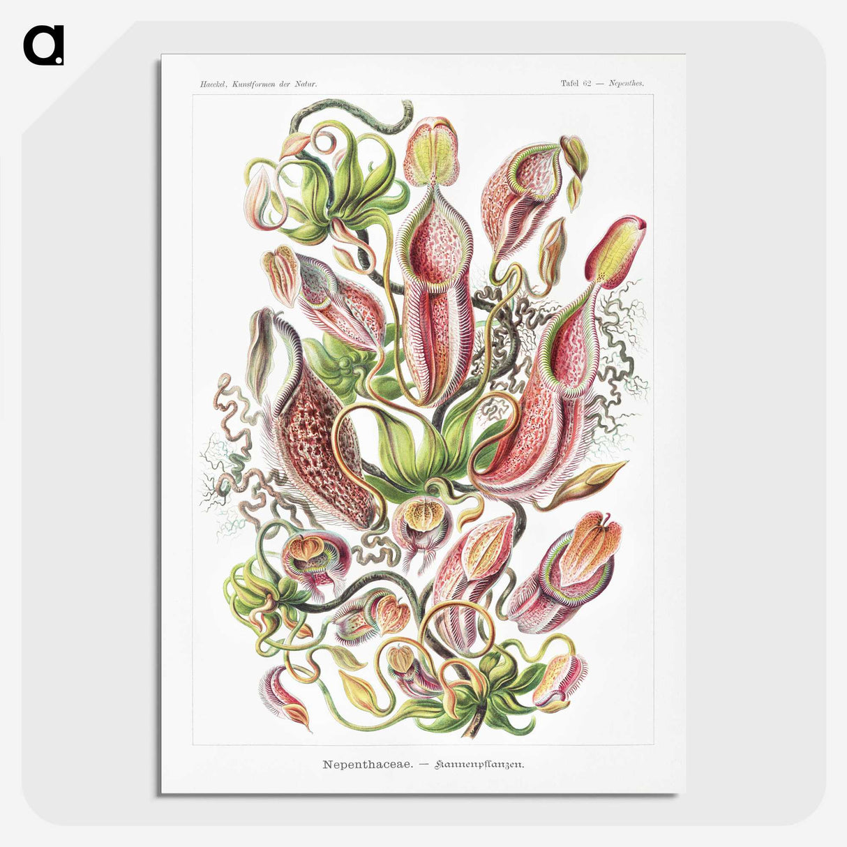 1-13_Ernst-Haeckel_picture-crop