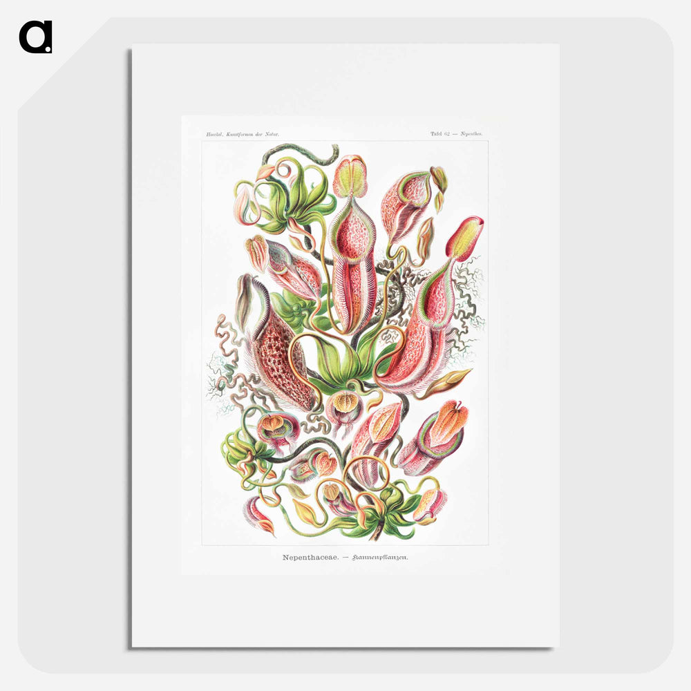 Nepenthaceae–Kannenpflanzen - エルンスト ヘッケル Poster.