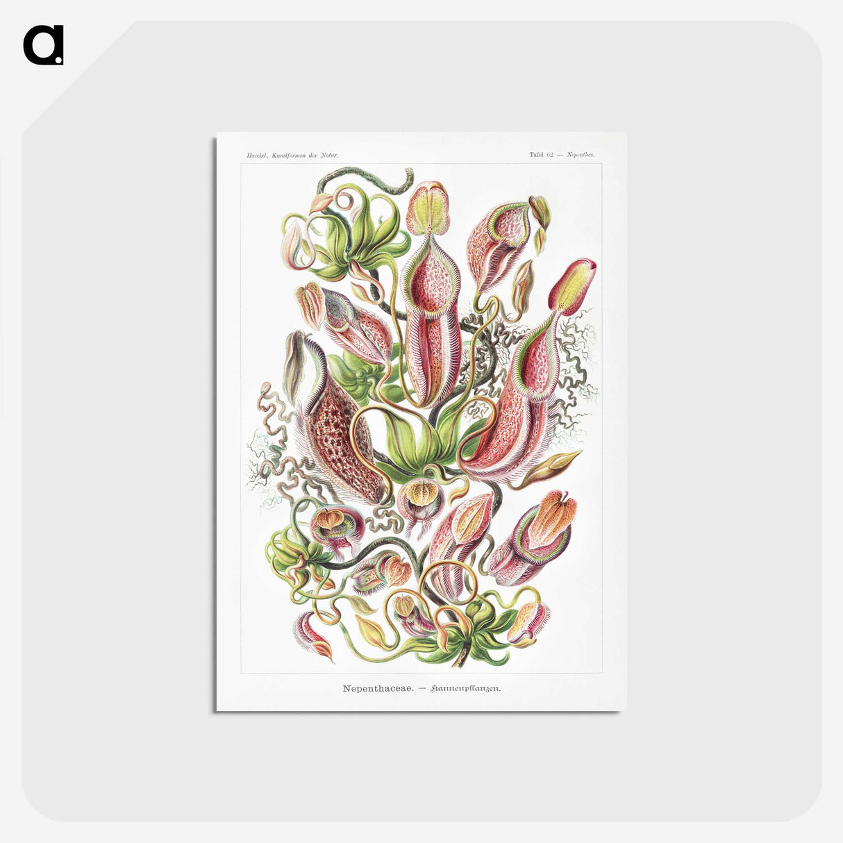 1-13_Ernst-Haeckel_postcard
