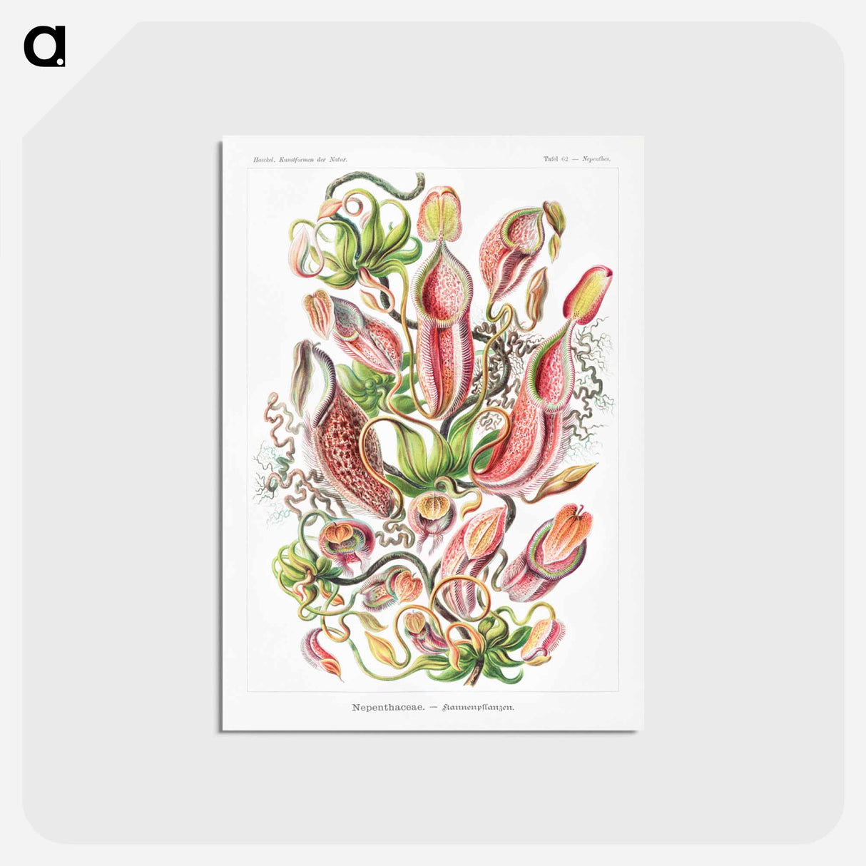 アートポストカード-Nepenthaceae–Kannenpflanzen - エルンスト ヘッケル Postcard.