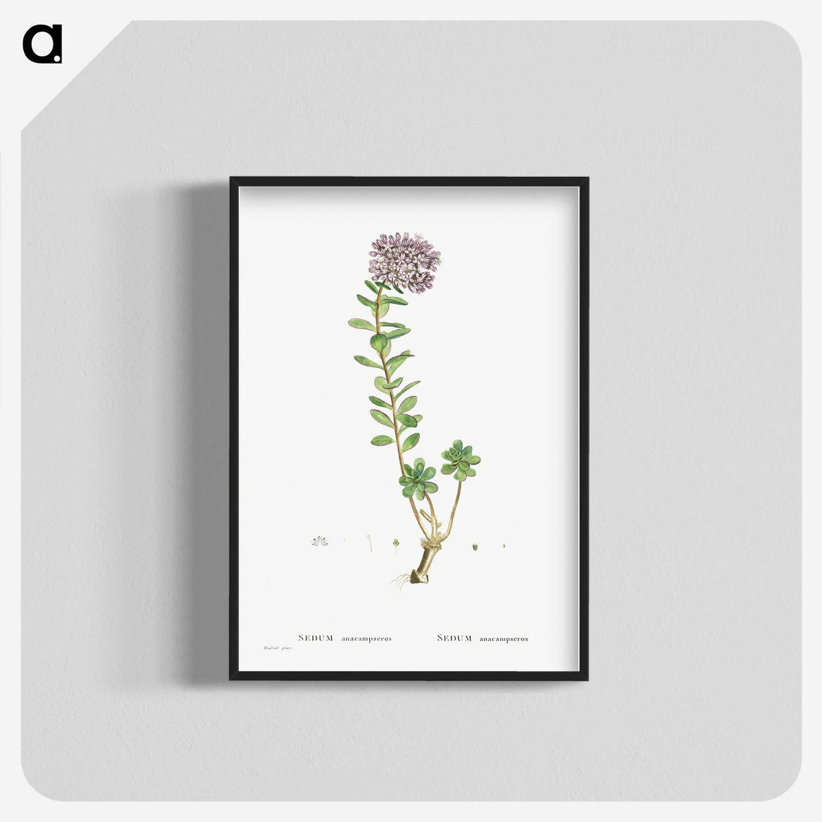 1-13_Histoire-des-Plantes-Grasses_blk-crop
