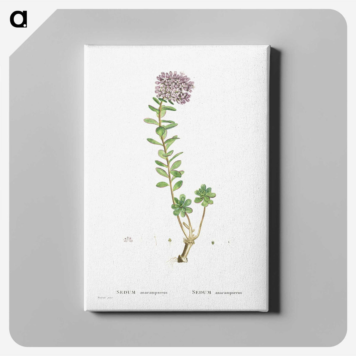1-13_Histoire-des-Plantes-Grasses_canvas