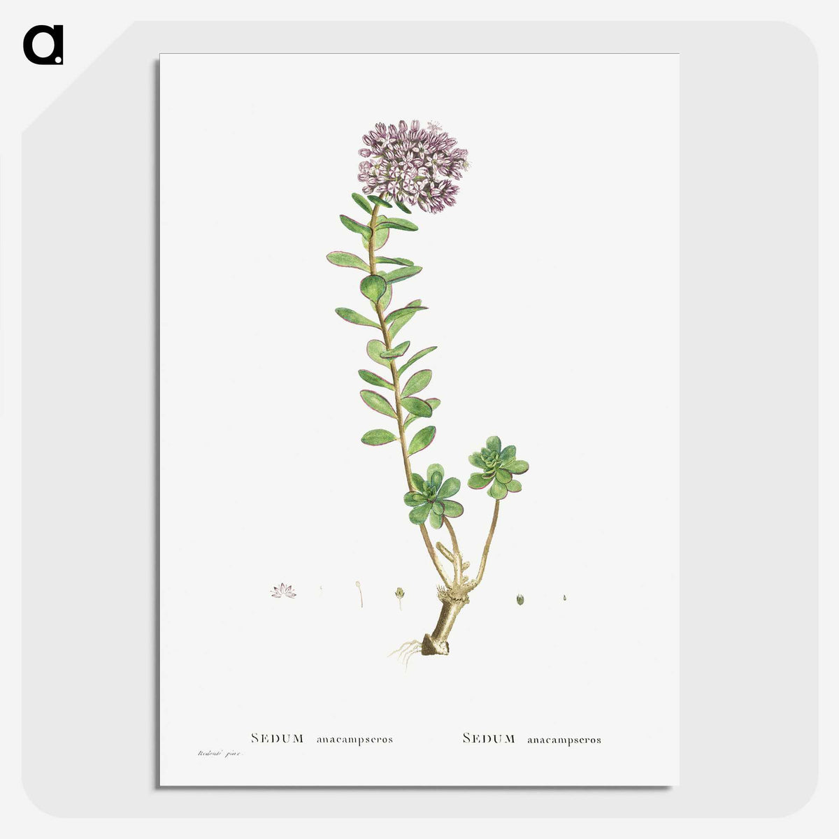 1-13_Histoire-des-Plantes-Grasses_picture-crop