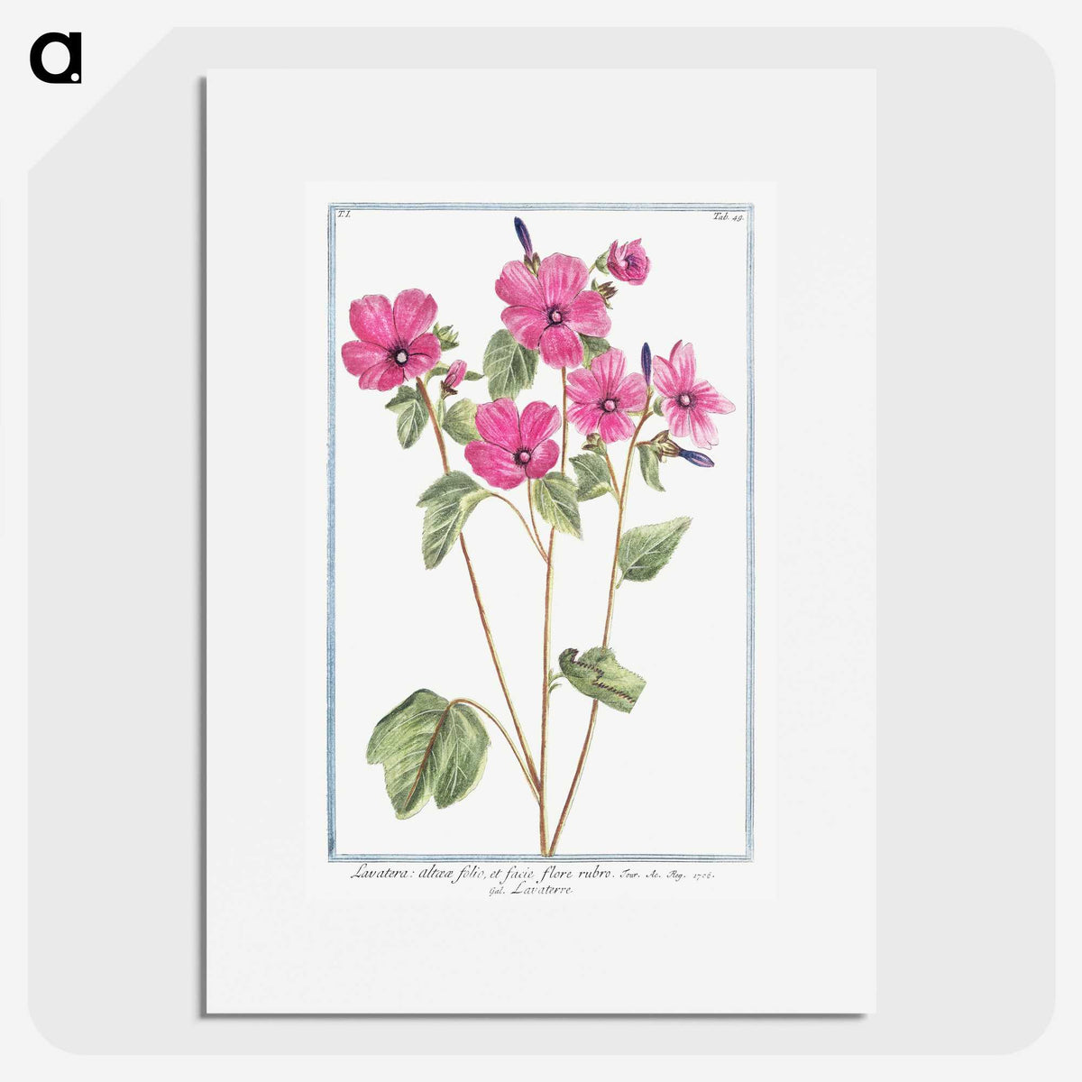 1-13_Hortus-Romanus-Botanical-Plates_picture