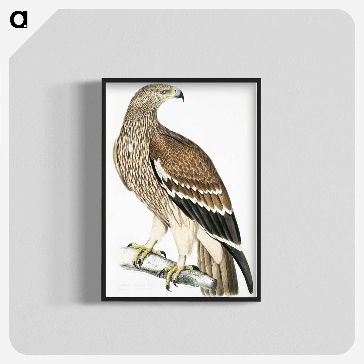 1-13_Indian-Zoology_blk-crop