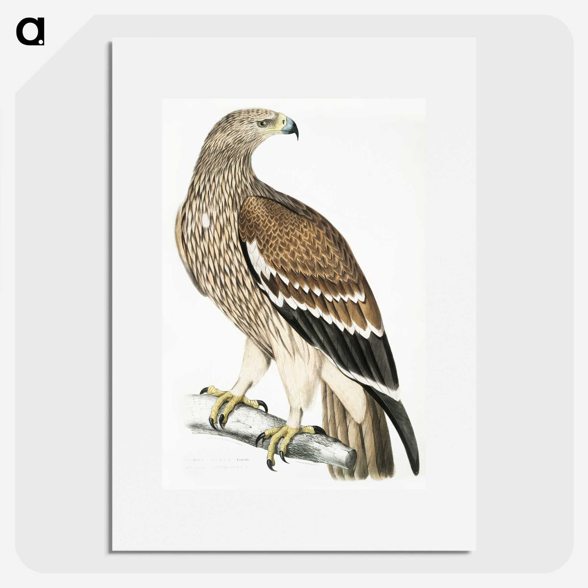1-13_Indian-Zoology_picture
