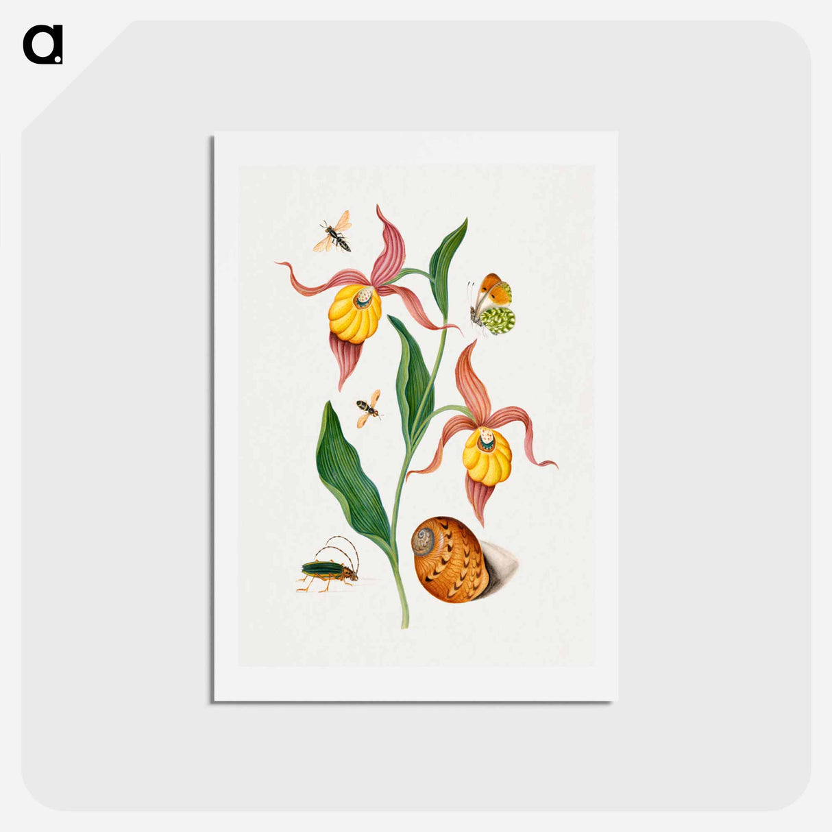 アートポストカード-Anna Blackburne's Natural History Cabinet
- ジェームズ ボルトン Postcard.