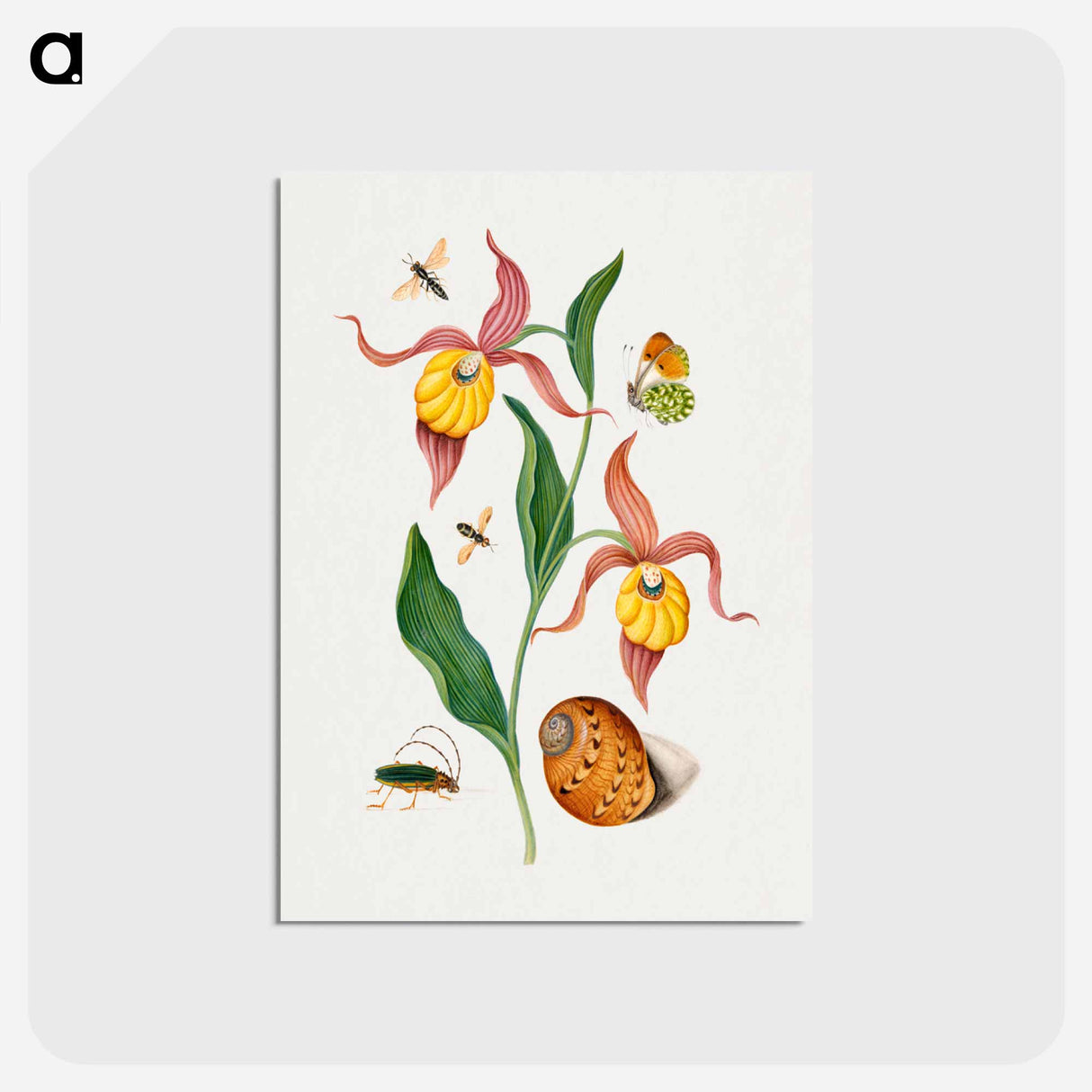 アートポストカード-Anna Blackburne's Natural History Cabinet
- ジェームズ ボルトン Postcard.