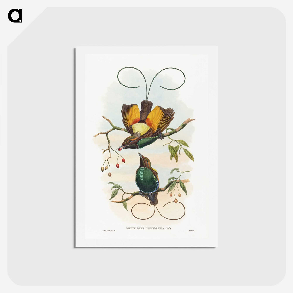 1-13_John-Gould_hagaki