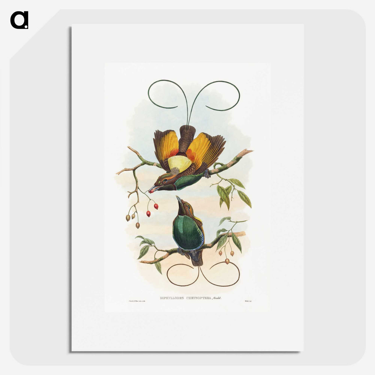 1-13_John-Gould_picture
