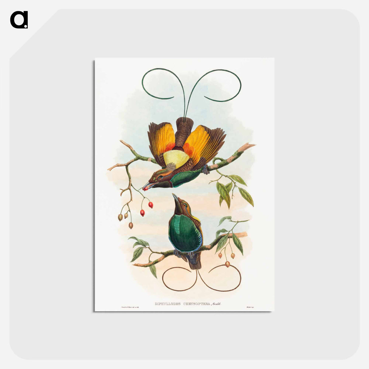 アートポストカード-Magnificent Bird of Paradise
- ジョン グールド Postcard.