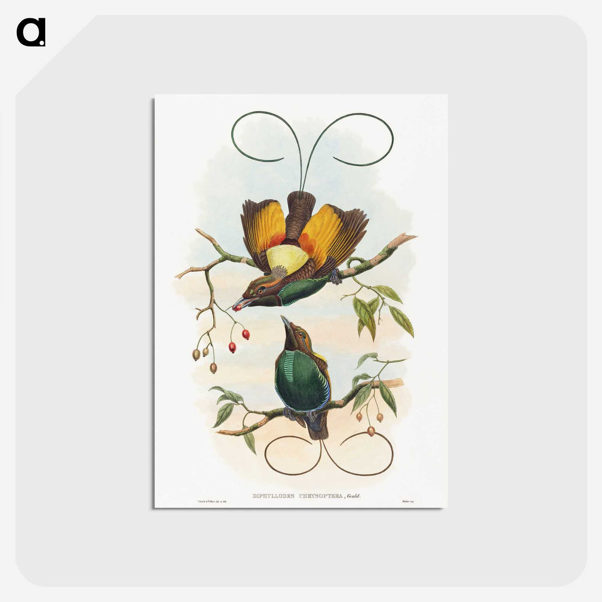 1-13_John-Gould_postcard