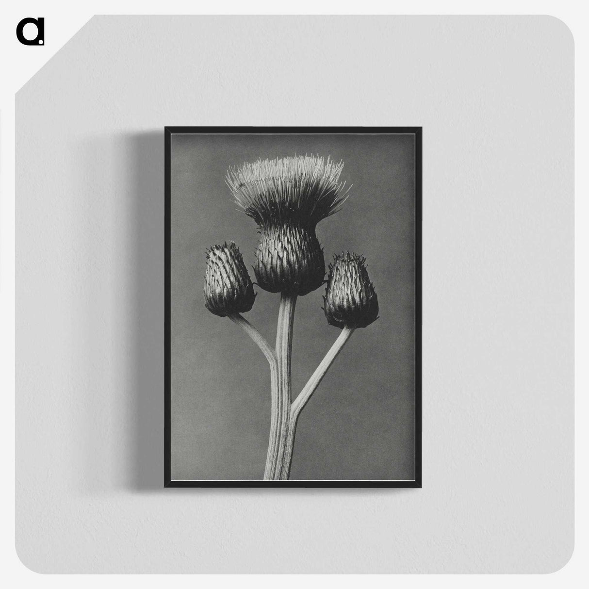 1-13_Karl-Blossfeldt_blk-crop