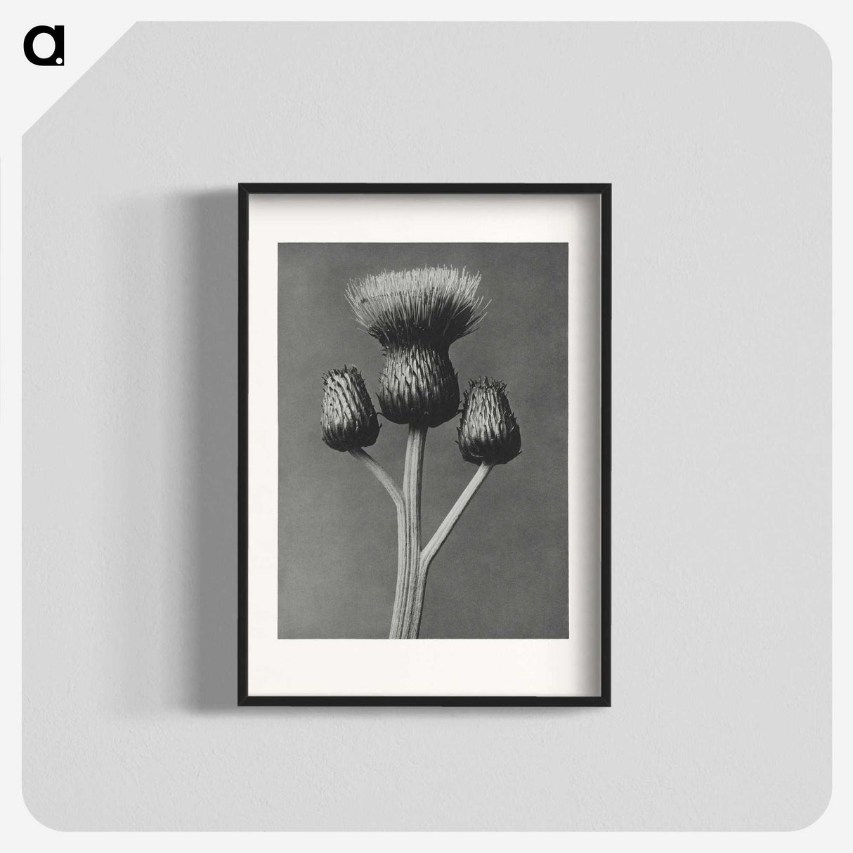 1-13_Karl-Blossfeldt_blk