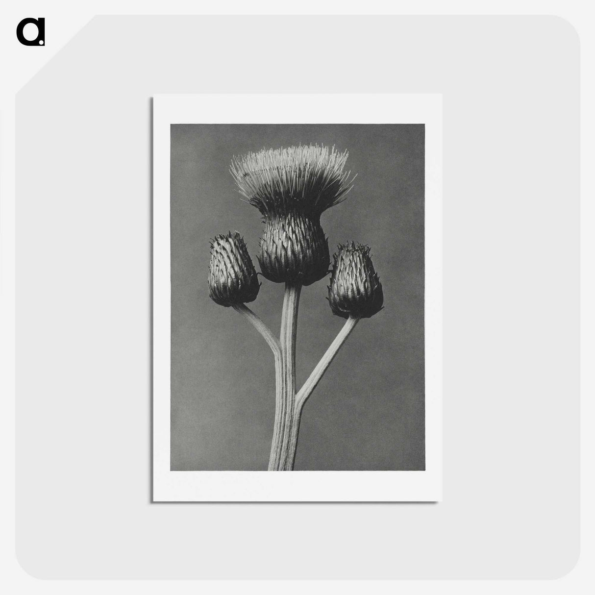 1-13_Karl-Blossfeldt_hagaki