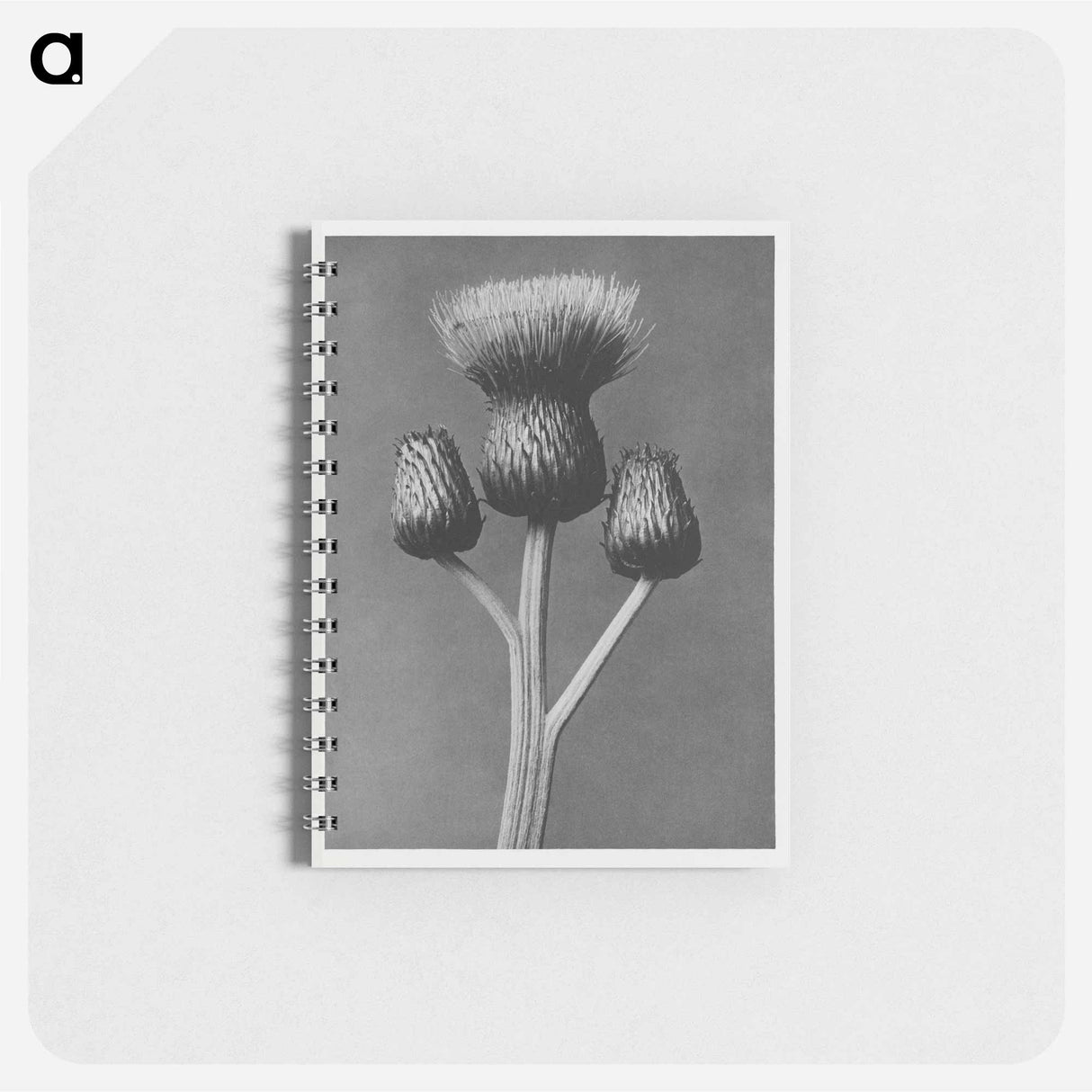 Cirsium Canum - カール ブロスフェルト Memo.