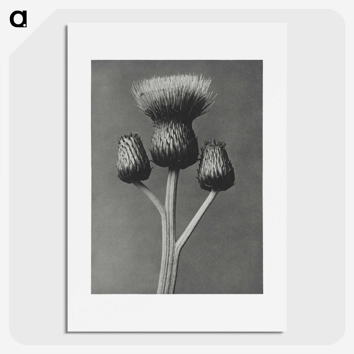 1-13_Karl-Blossfeldt_picture